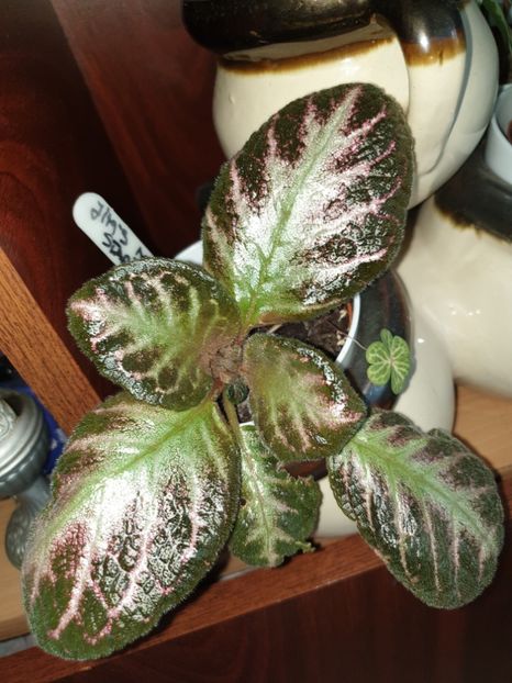  - Episcia