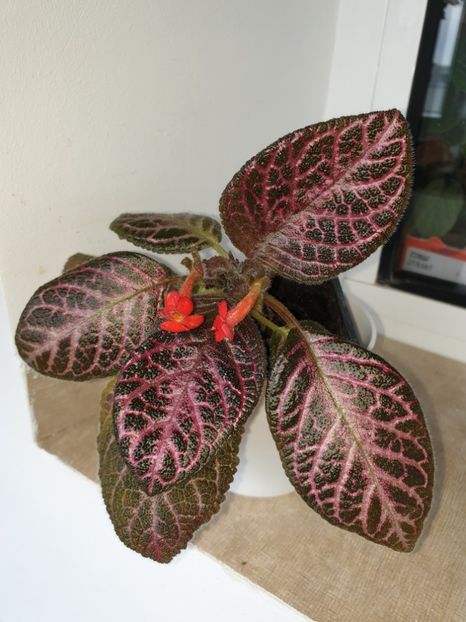  - Episcia