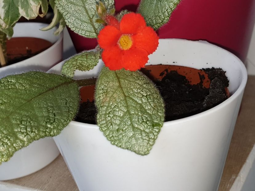  - Episcia