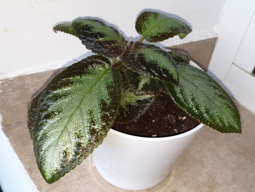  - Episcia