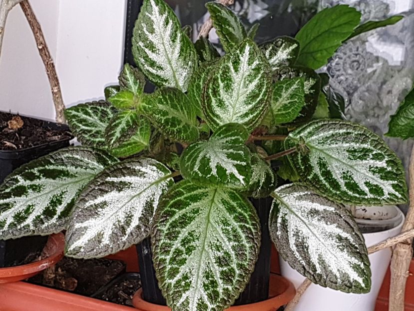  - Episcia