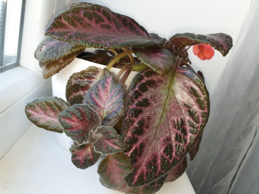  - Episcia