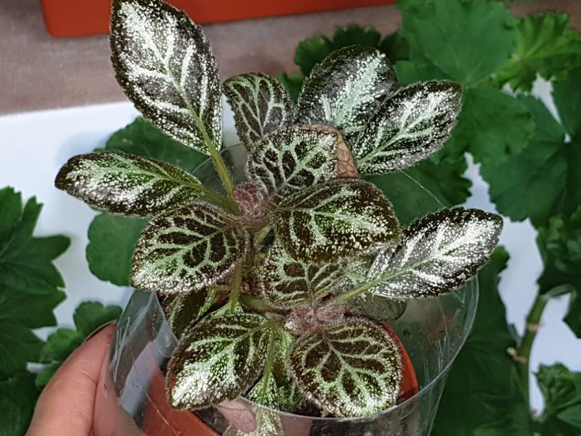  - Episcia