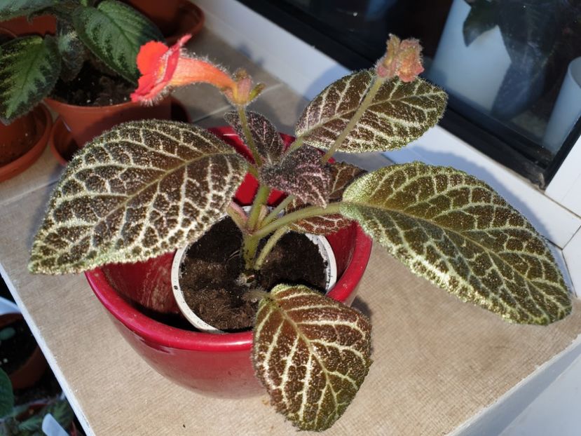  - Episcia