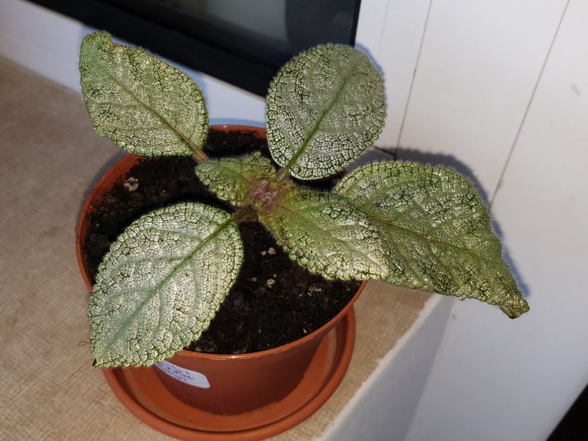  - Episcia