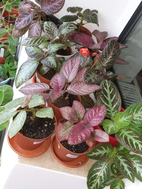  - Episcia