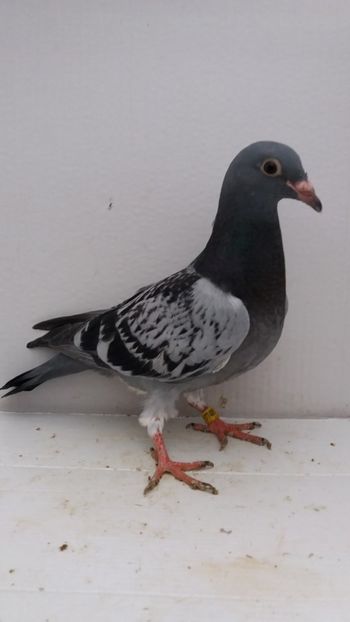 vandut - De vanzare voiajori pui 2019