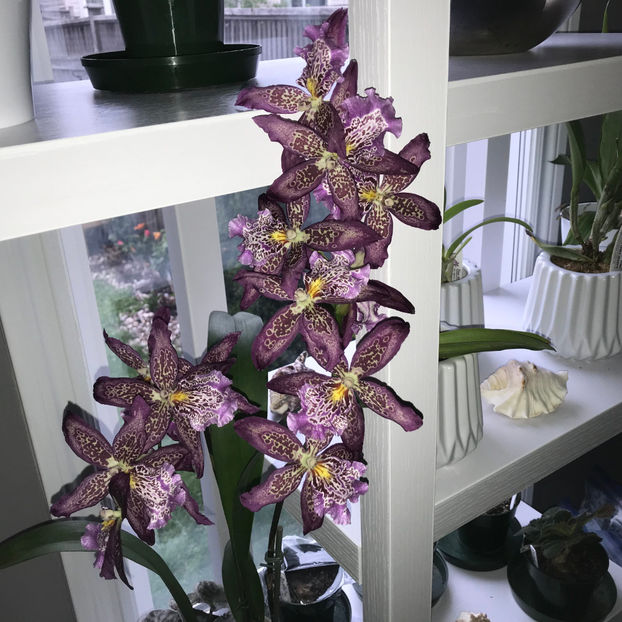 Beallara Marfitch 'Howard's Dream' - Plante de interior 2019