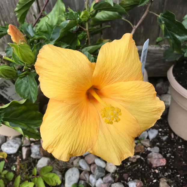 Fort Myers Yellow - Hibiscus 2019