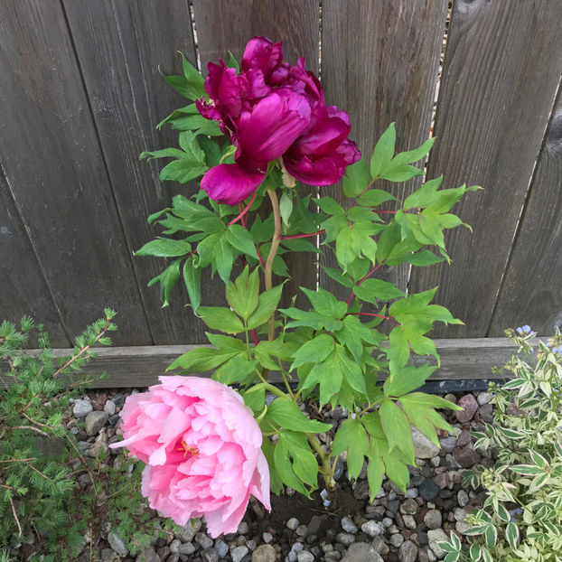  - Jurnalul gradinii 2019