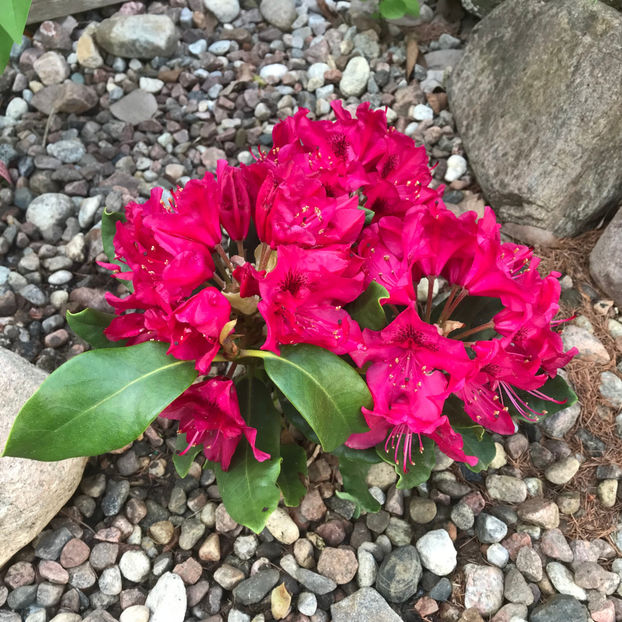  - Jurnalul gradinii 2019