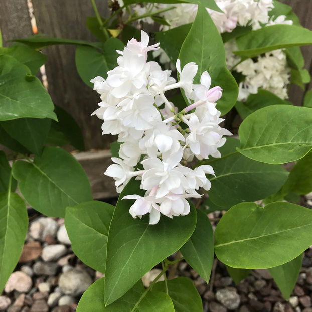  - Jurnalul gradinii 2019