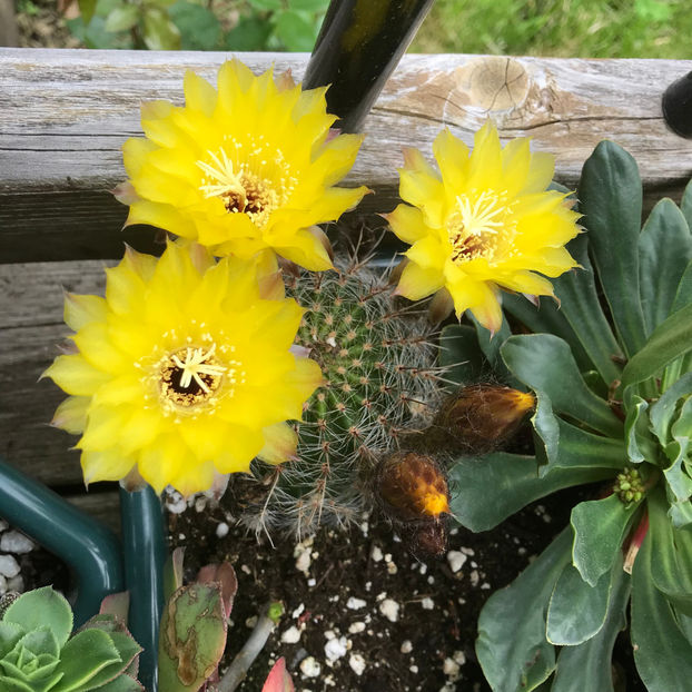  - Jurnalul gradinii 2019