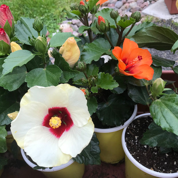  - Jurnalul gradinii 2019