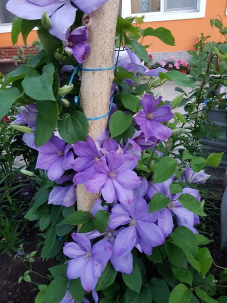  - IN GRADINA