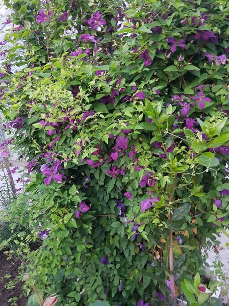  - IN GRADINA