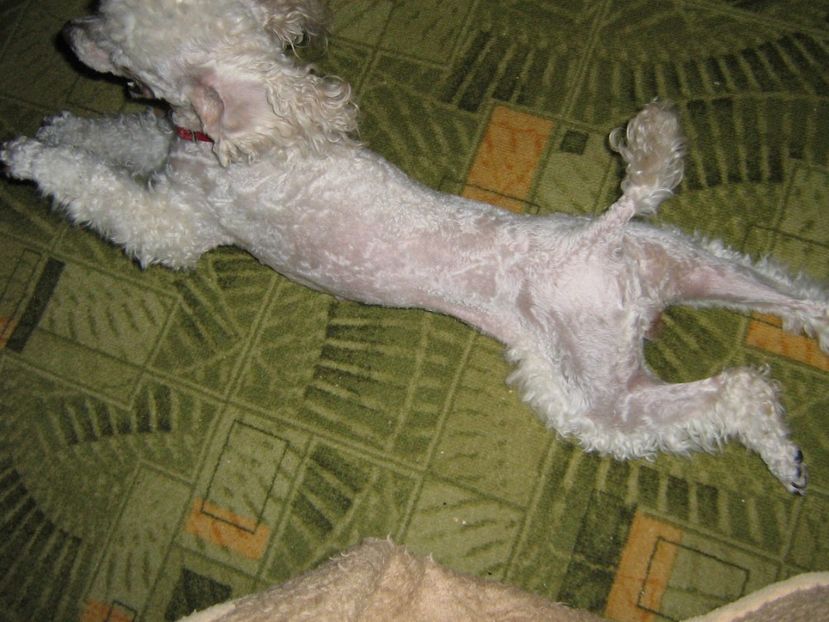  - MUKY_ ceva special