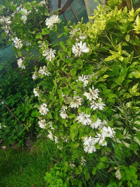  - Clematis 2019