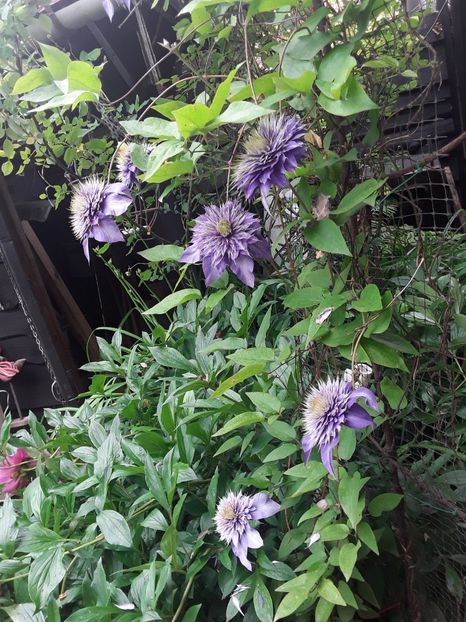  - Clematis 2019