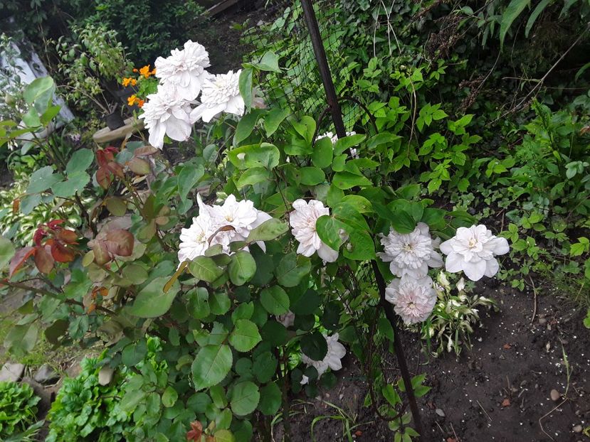  - Clematis 2019