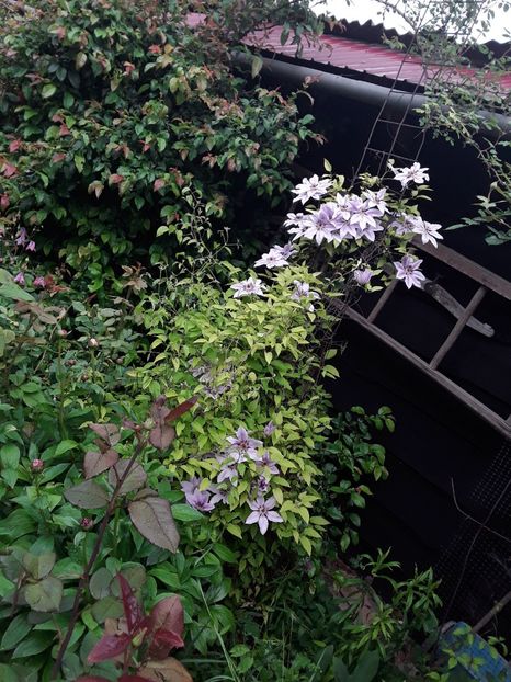  - Clematis 2019