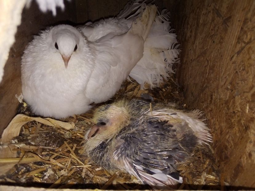  - Pui de porumbei voltați 2019