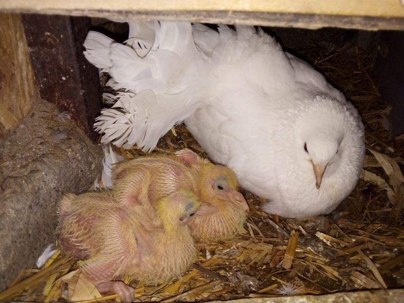  - Pui de porumbei voltați 2019