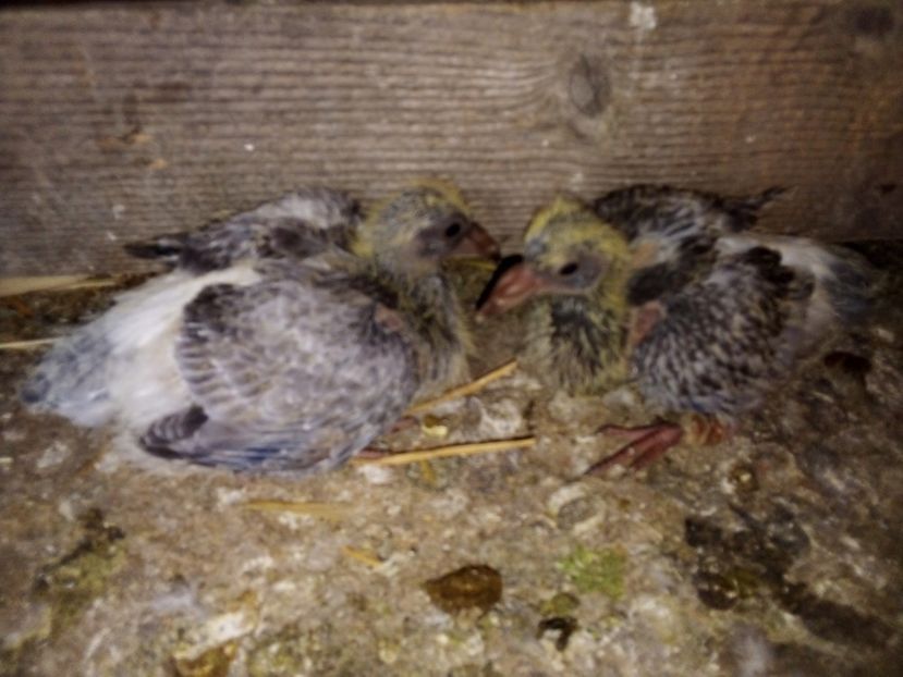  - Pui de porumbei voiajori 2019