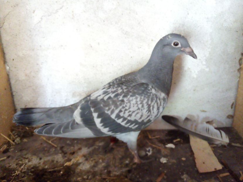  - Pui de porumbei voiajori 2019