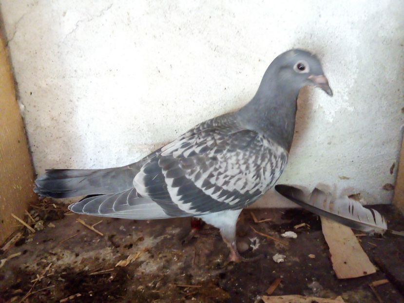  - Pui de porumbei voiajori 2019