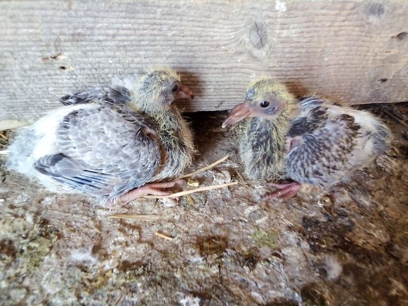  - Pui de porumbei voiajori 2019