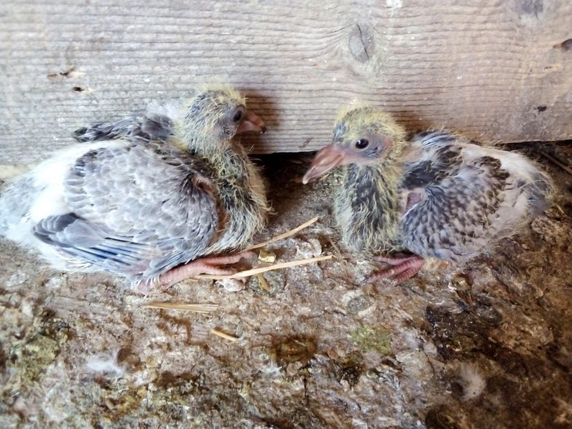  - Pui de porumbei voiajori 2019