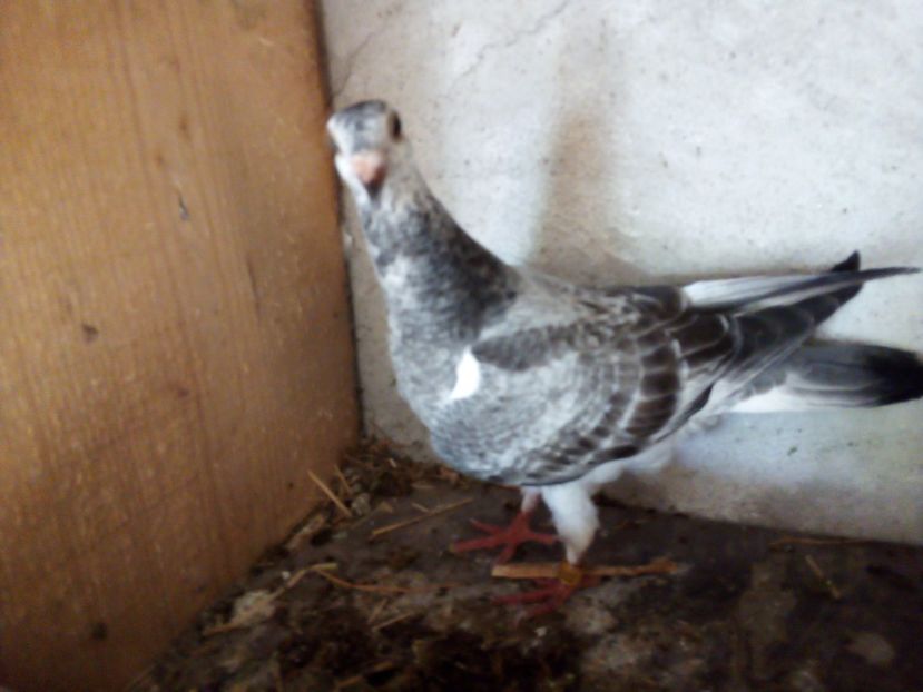  - Pui de porumbei voiajori 2019