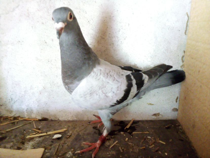  - Pui de porumbei voiajori 2019