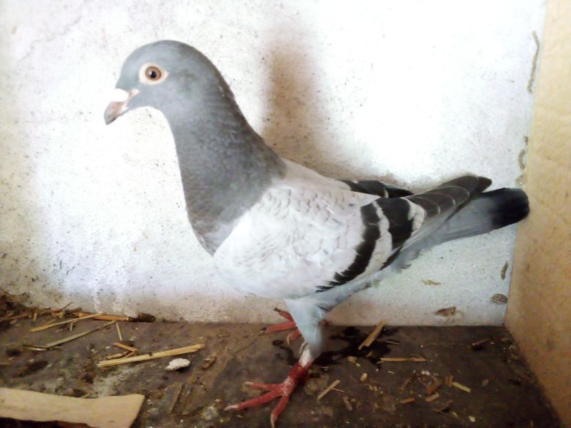  - Pui de porumbei voiajori 2019