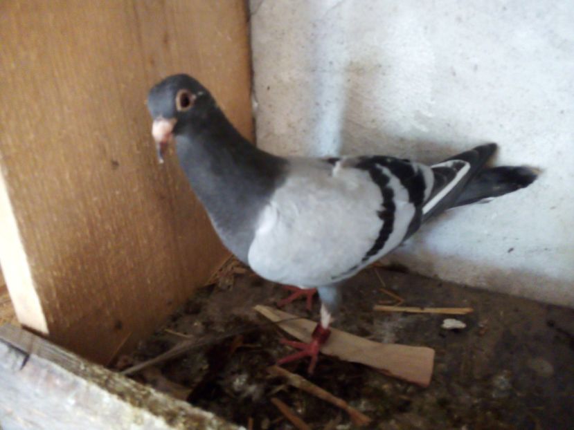  - Pui de porumbei voiajori 2019