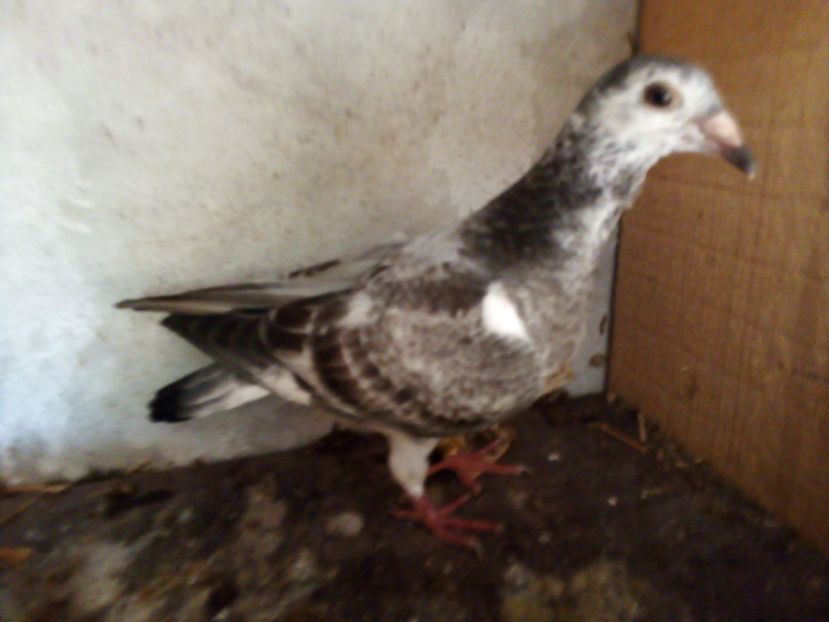  - Pui de porumbei voiajori 2019