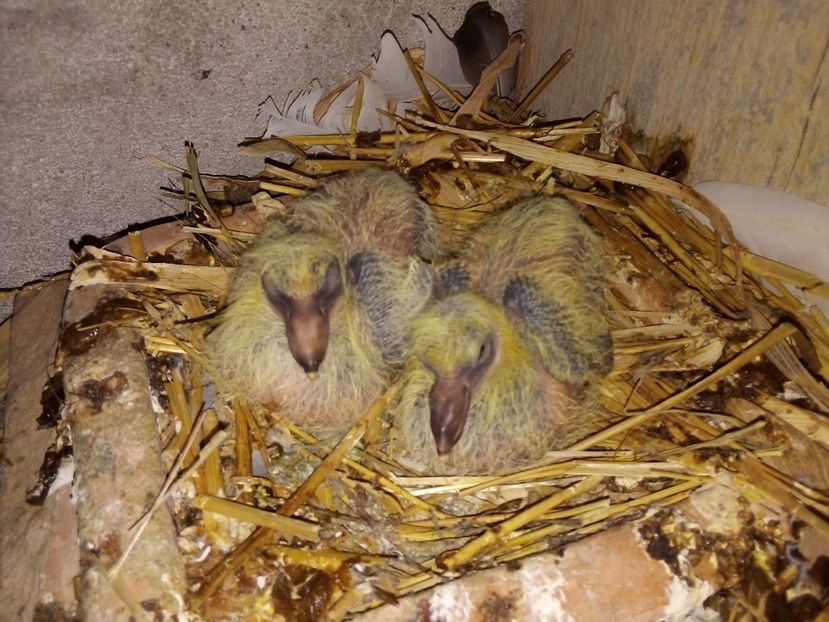  - Pui de porumbei voiajori 2019