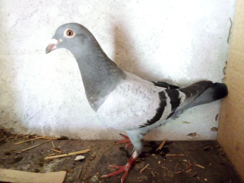  - Pui de porumbei voiajori 2019