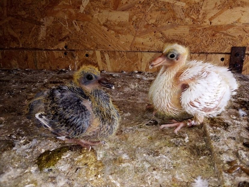  - Pui de porumbei voiajori 2019