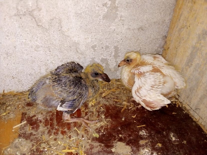  - Pui de porumbei voiajori 2019