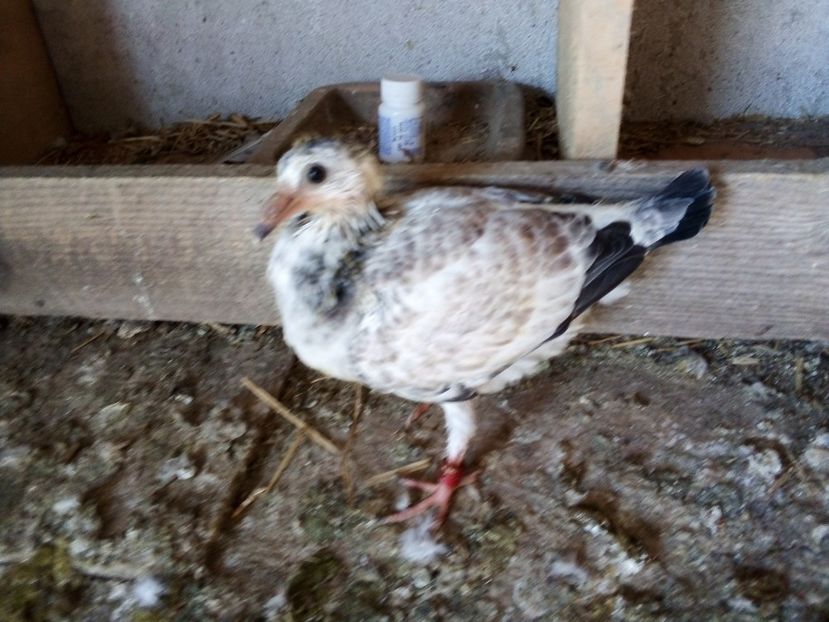  - Pui de porumbei voiajori 2019