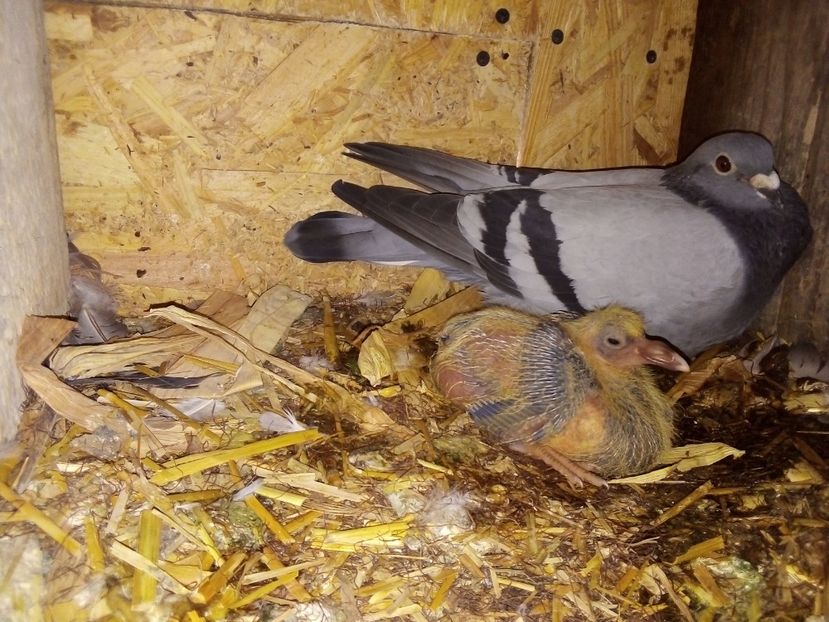  - Pui de porumbei voiajori 2019