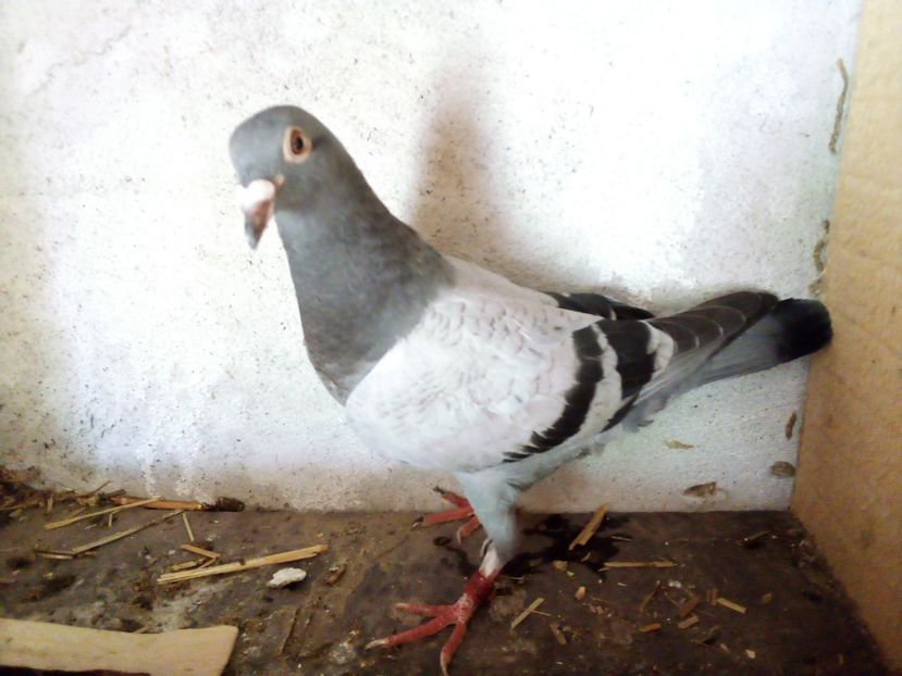  - Pui de porumbei voiajori 2019