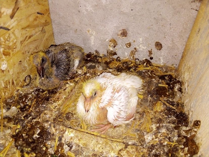  - Pui de porumbei voiajori 2019