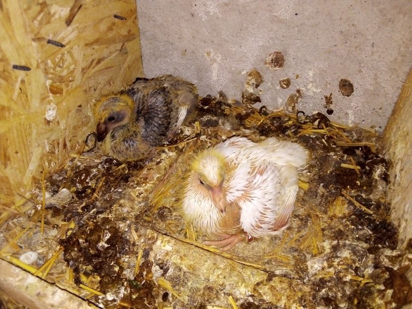  - Pui de porumbei voiajori 2019