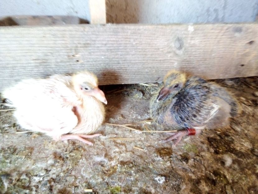  - Pui de porumbei voiajori 2019