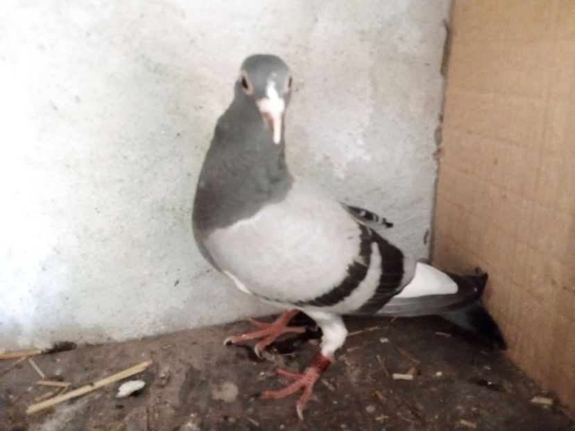  - Pui de porumbei voiajori 2019