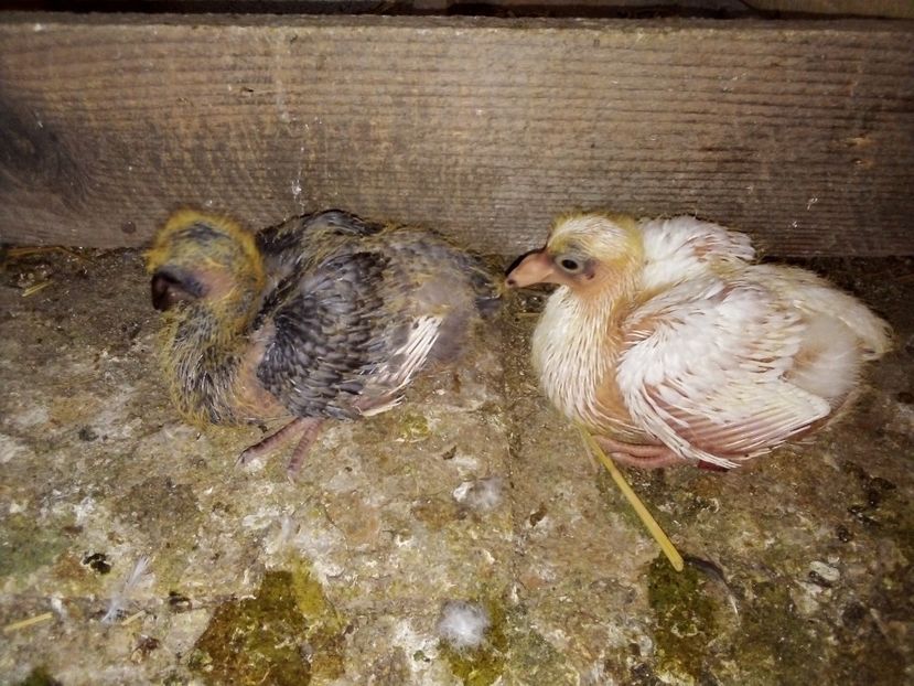  - Pui de porumbei voiajori 2019