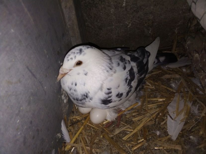  - Pui de porumbei voiajori 2019